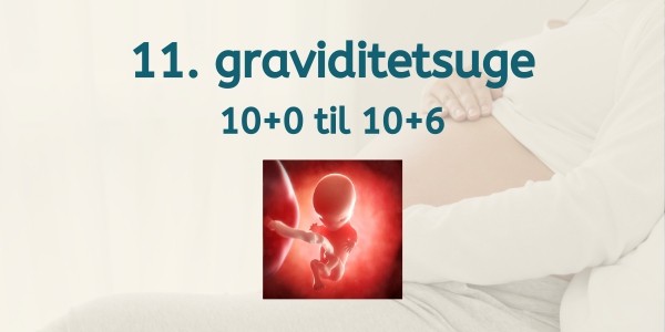 11. graviditetsuge - gravid uge 10