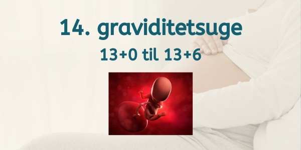 14. graviditetsuge - gravid uge 13