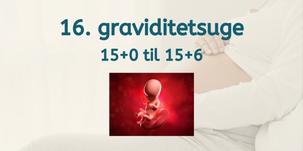 16. graviditetsuge - gravid uge 15