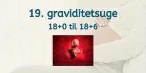19. graviditetsuge - gravid uge 18