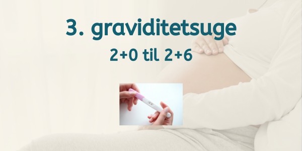3. graviditetsuge - gravid uge 2