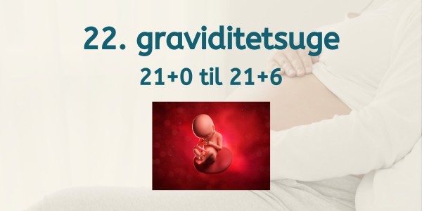 22. graviditetsuge - gravid uge 21