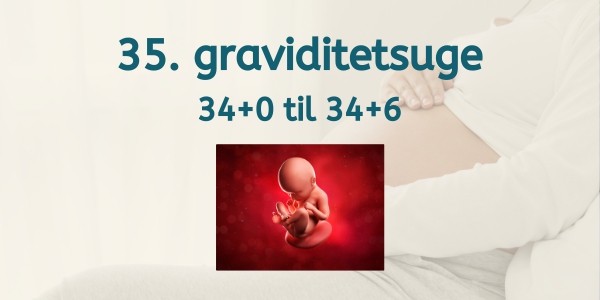 35. graviditetsuge - gravid uge 34