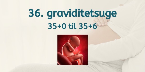 36. graviditetsuge - gravid uge 35