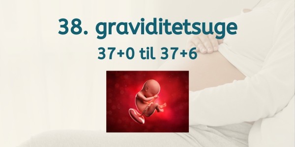 38. graviditetsuge - gravid uge 37