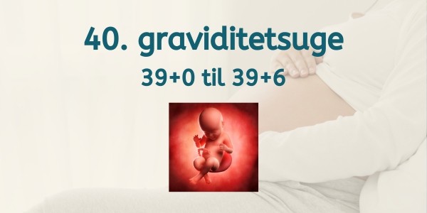 40. graviditetsuge - gravid uge 39