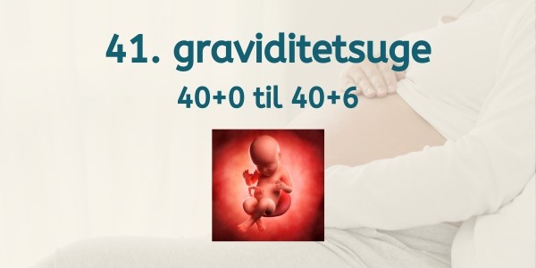 41. graviditetsuge - gravid uge 40