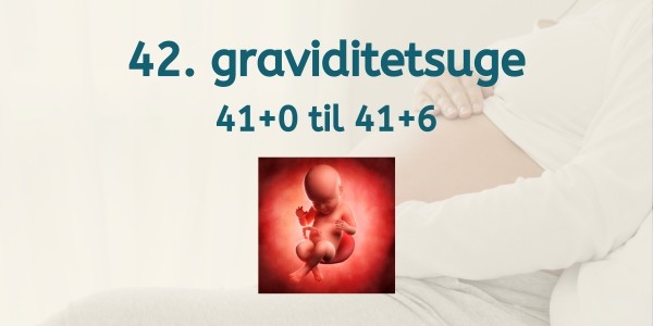 42. graviditetsuge - gravid uge 41